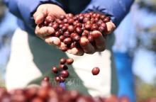 At this largest-ever coffee festival, which saw the participation of around 10,000 people and over 400 businesses from 130 countries, Vietnam’s Detech Coffee, Phuc Sinh, and Tuan Loc showcased their specialty Arabica coffee products from the highland regions of Son La and Lam Dong. (Photo: VNA)