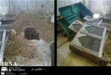 Iran Condemns Desecration of Prophetˈs (PBUH) Disciple 