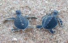 After hatching, baby turtles are released to the sea at Ninh Thuan's Nui Chua Biosphere Reserve. (Photo: VNA)