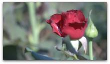 Rose Garden 