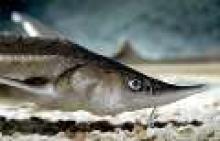 Over 36 kg of caviar extracted in Kia Shahr Port of Astaneh