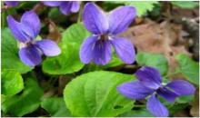 Iranians use tissue culture techniques to grow flowers