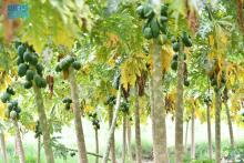 Jazan Emerges as Key Agricultural Hub for Tropical Fruits