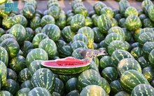 Watermelon Season Arrives, Brings Refreshing Summer Favorite in High Demand