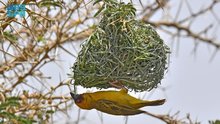 Golden Weaver Bird: Aseer Forests' Masterful Nest Builder