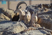 Nubian Ibex Newborns Mark Rewilding Milestone at Prince Mohammed bin Salman Royal Reserve