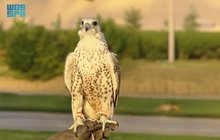 International Saudi Falcons and Hunting Exhibition Unveils Mongolian Falcon Zone