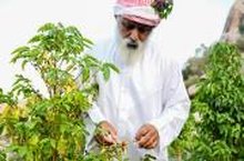 Saudi Arabia Celebrates International Coffee Day: A Cultural and Social Convergence 