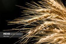 Wheat