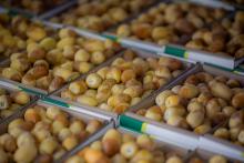 Over 50 Varieties of Dates at Buraidah Dates Carnival