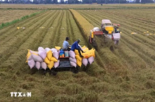 Vietnam earned 56.74 billion USD from exporting agricultural, forestry, and aquatic products during the first 11 months of 2024. (Photo: VNA)