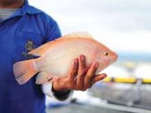 Challenges of breeding tilapia