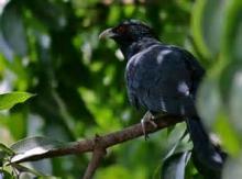 16 types of extinct birds in Europe live in Golestan province