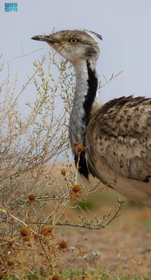 King Salman bin Abdulaziz Royal Reserve: A Vast, Vital Sanctuary for Migratory, Resident Birds