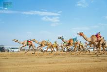 Market Value of Camels at Crown Prince Festival Nears SAR250 million