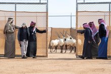 Over 60 Endangered Species Released into King Khalid Royal Reserve
