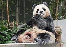 Giant panda Fu Bao enjoys winter time at Everland in this undated file photo provided by the theme park. (PHOTO NOT FOR SALE) (Yonhap)