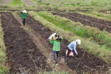 Farmers harvest winged yam in Long An province’s Thuan Hoa district. (Photo: VNA)