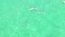dugongs
