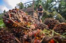 File photo - A worker loads freshly harvested oil palm onto a truck in Padang Pariaman, West Sumatra, September 2, 2024. (ANTARA FOTO/Iggoy el Fitra)