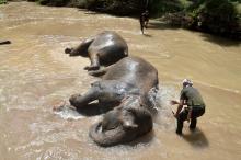 Two elephants named Denak Sanum and Kasturi were bathed at a river in the state of Kelantan due to the phenomenon of  hot weather currently affecting Malaysia.  -- fotoBERNAMA (2024) 
