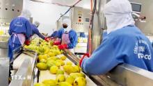 Nine-month agro-forestry-fisheries exports rise 21%