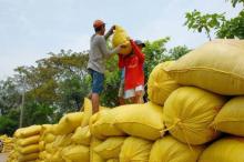 Rice export prices increase slightly (Photo: vnbusiness)