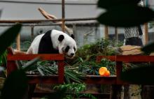 Panda Diplomacy: Fostering Malaysia-China Relations and Enhancing Zoo Negara's Reputation