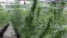 marijuana