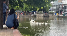geese