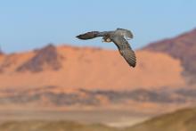 AlUla Falcon Cup Confirms Saudi Arabia’s Position as a Global Destination for Falcons and Falconers