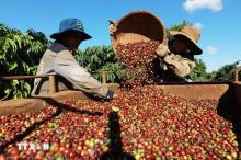 Vietnam’s coffee exports likely to top 5 billion USD for first time