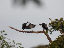The giant ibis, recognised as one of the world's most endangered bird species, has found a vital sanctuary in Cambodia.