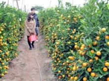 Kumquat trees (Photo: VNA)