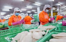 Processing seafood for export at the Indian Ocean Co. Ltd in Thot Not Industrial Park, Can Tho city. (Photo: VNA)