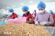 Vietnam’s cashew export target of 4.5 billion USD within reach