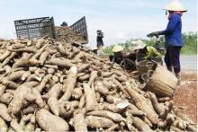 Vietnam eyes 2 billion USD in cassava exports by 2030