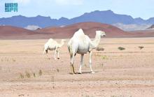 Saudi Arabia's Year of the Camel