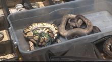 snake