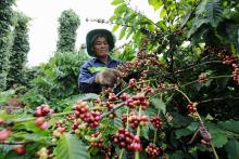 Harvesting coffee in  the Central Highlands province of Dak Lak. (Photo: VNA)