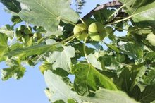 Fig Festival in Tunisia Celebrates Local Produce, Heritage 