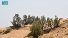 Tamarisk: Resilient Heritage Tree Combats Desertification in Saudi Arabia