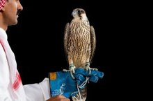 Two Falcons Sold for SAR163,000 at Saudi Falcons Club Auction
