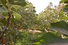 Ministry of Environment Launches Saudi Fig Week