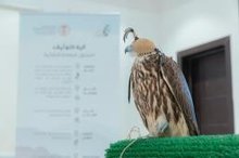 Saudi Falcons Club Launches Field Tours for Falcon Registration Across Eight Cities