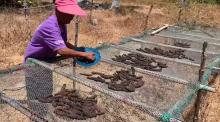 sea cucumbers 
