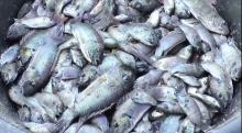 invasive fish 