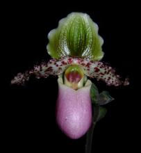 An image of Paphiopedilum. (BRIN)