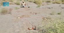 KSrelief's Masam Project Dismantles 2,231 Mines in Yemen during One Week
