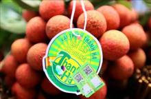 Thanh Ha lychees from Hai Duong (Photo: VNA)
